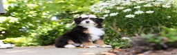 Mini Bernedoodle dogs for sale: LuLu - Ad 6