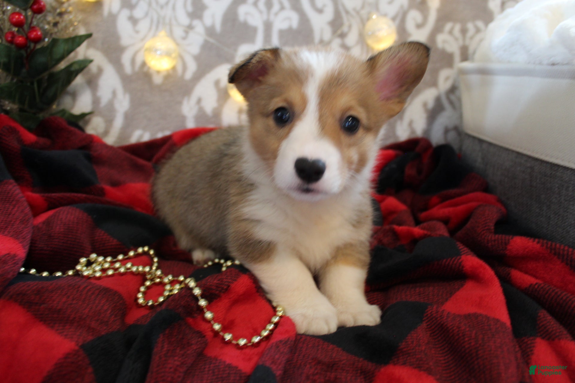 Welsh Corgi Pembroke dogs Nutmeg - Ad 34