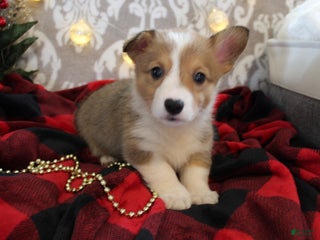 Welsh Corgi Pembroke dogs Nutmeg - Ad 37