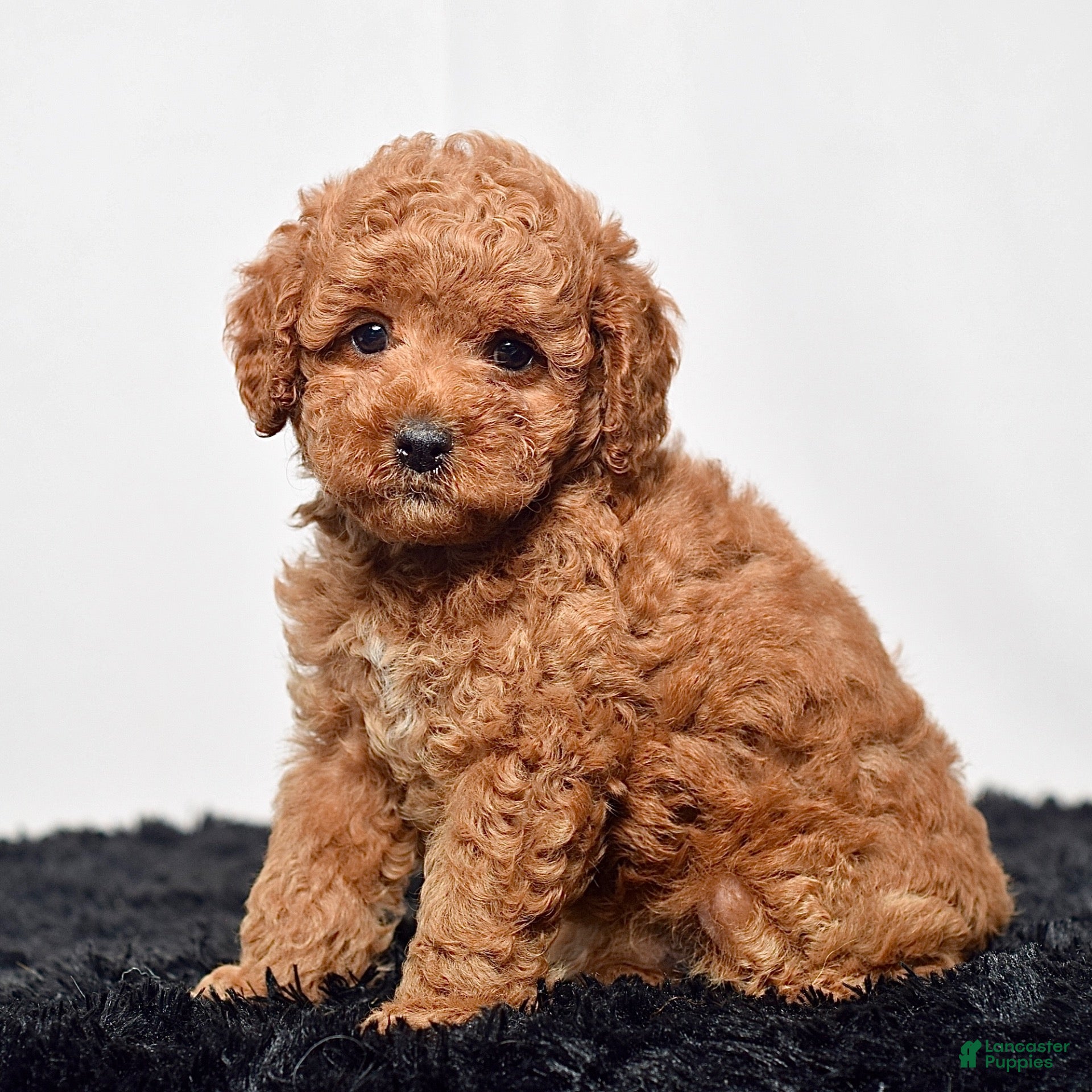 Mini Goldendoodle dogs Mr. Sammy - Ad 1
