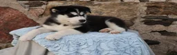 Alaskan Malamute dogs for sale: Denali - Ad 6