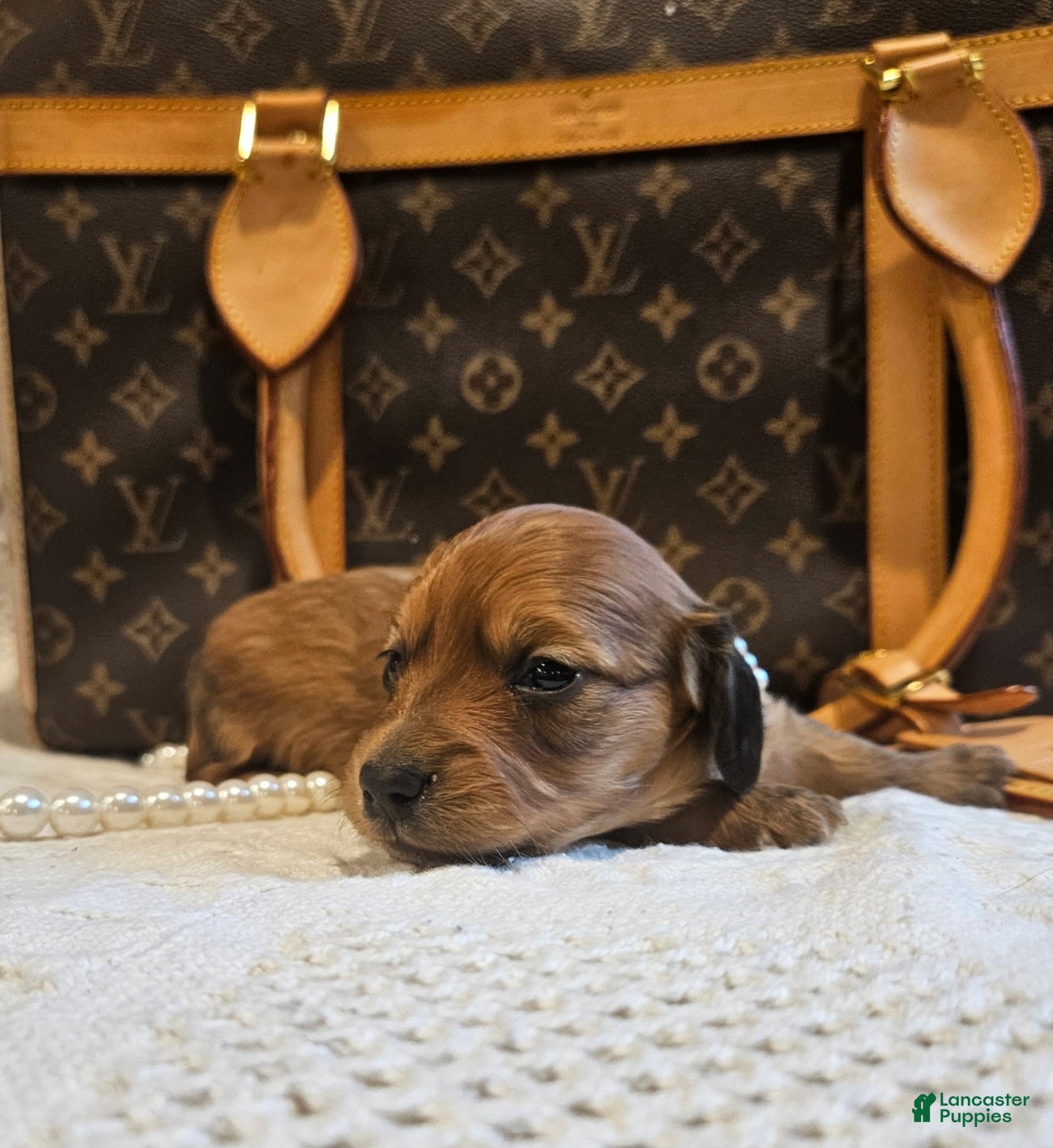 Miniature Dachshund dogs Honey Bear - Ad 6