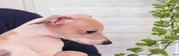 Italian Greyhound dogs for sale: Santiago - Ad 10