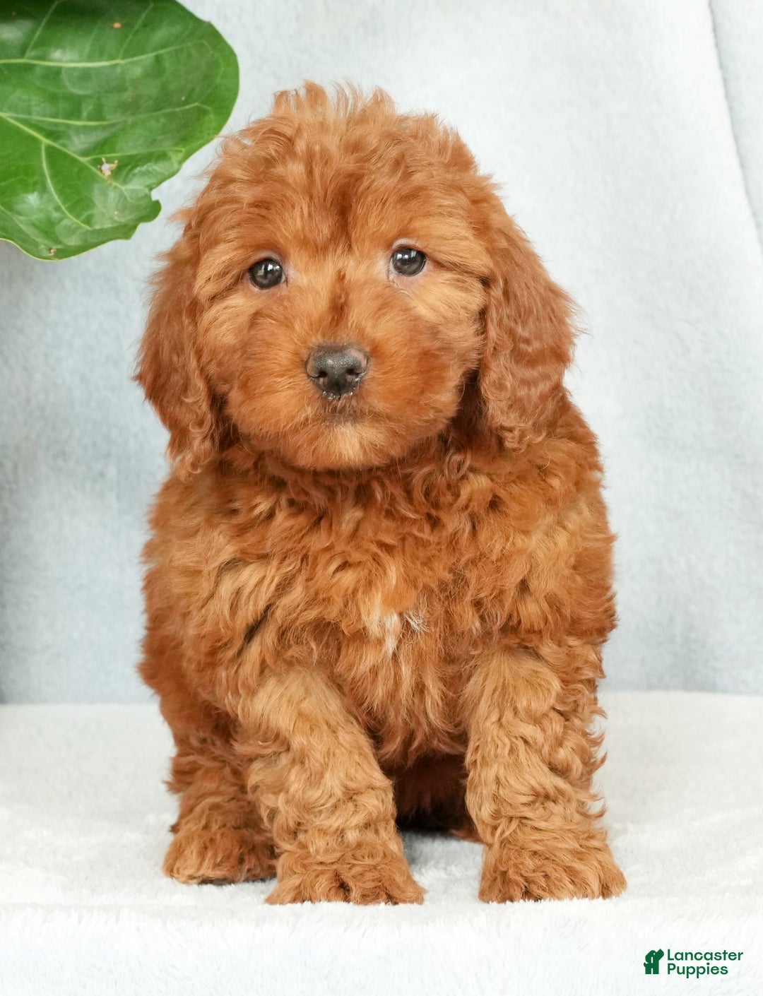 Mini Goldendoodle dogs for sale: Callie - Ad 7