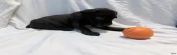 Cane Corso dogs for sale: Ketch AKC orange/teal collar - Ad 17