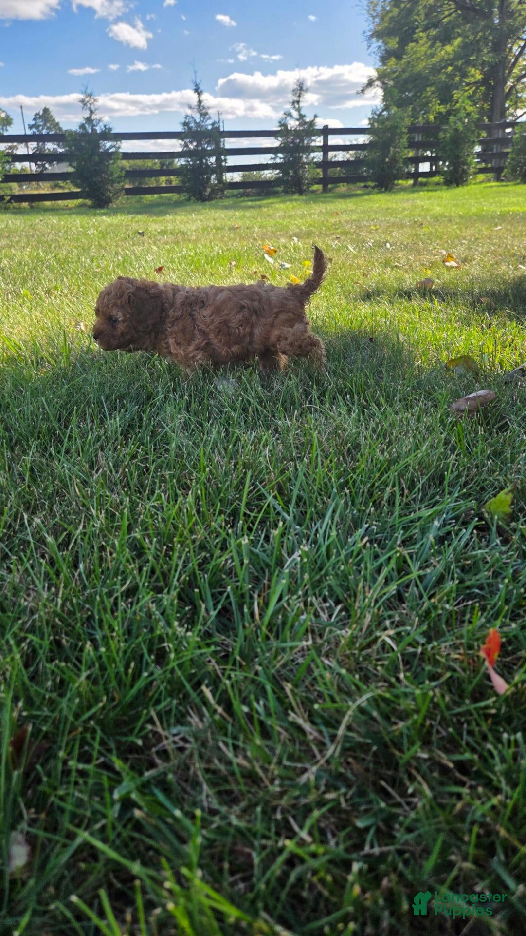 Cavapoo dogs Harley - Ad 2