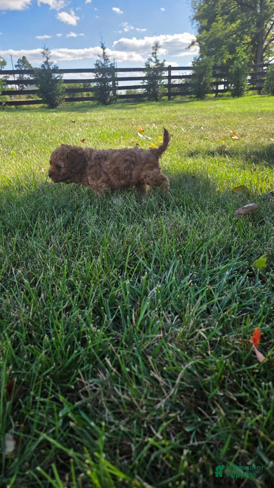 Cavapoo dogs for sale: Harley - Ad 2