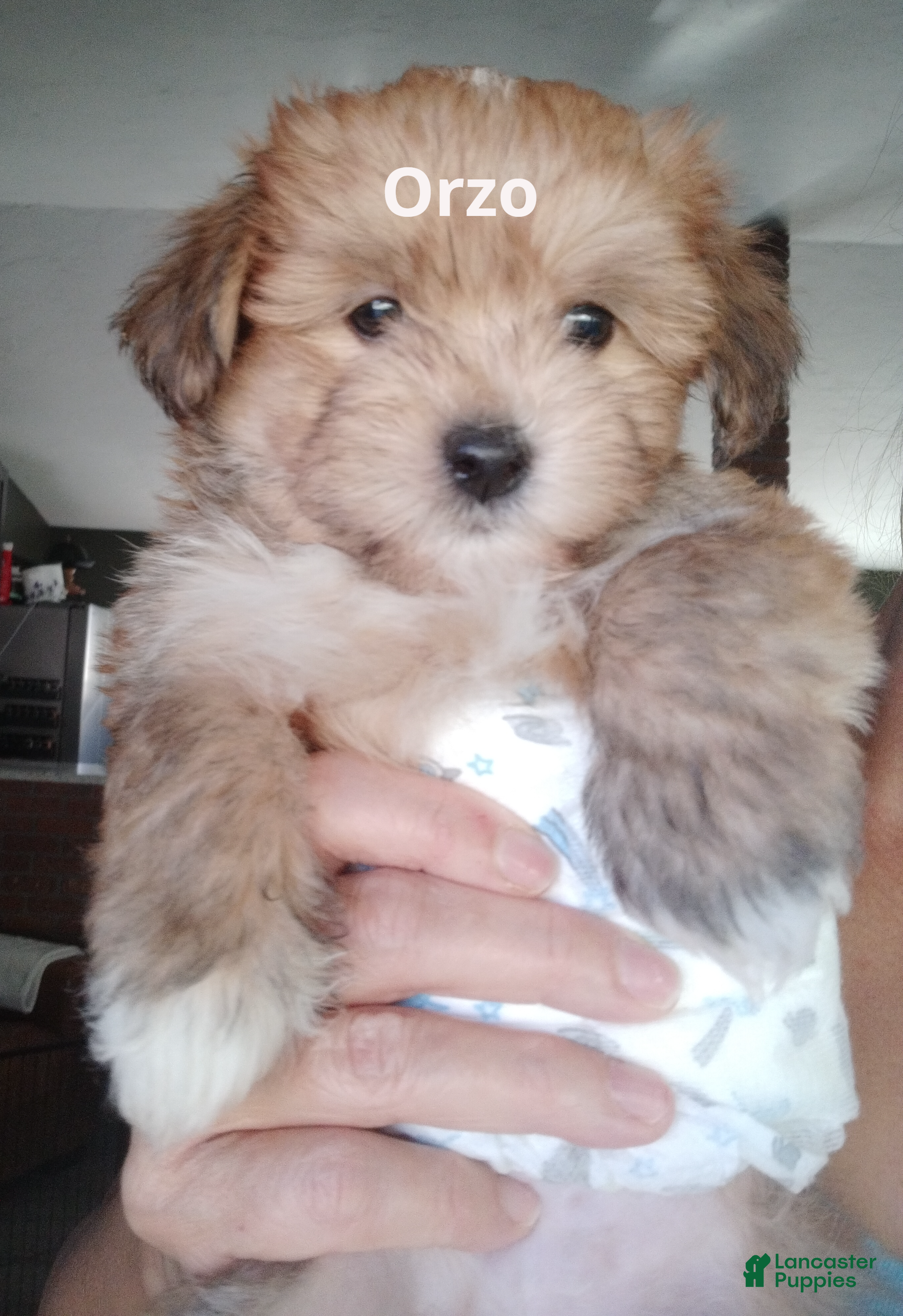 Mixed Breed dogs Orzo - Ad 13