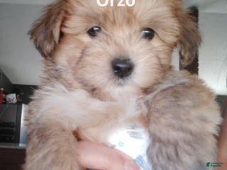 Mixed Breed dogs Orzo - Ad 33