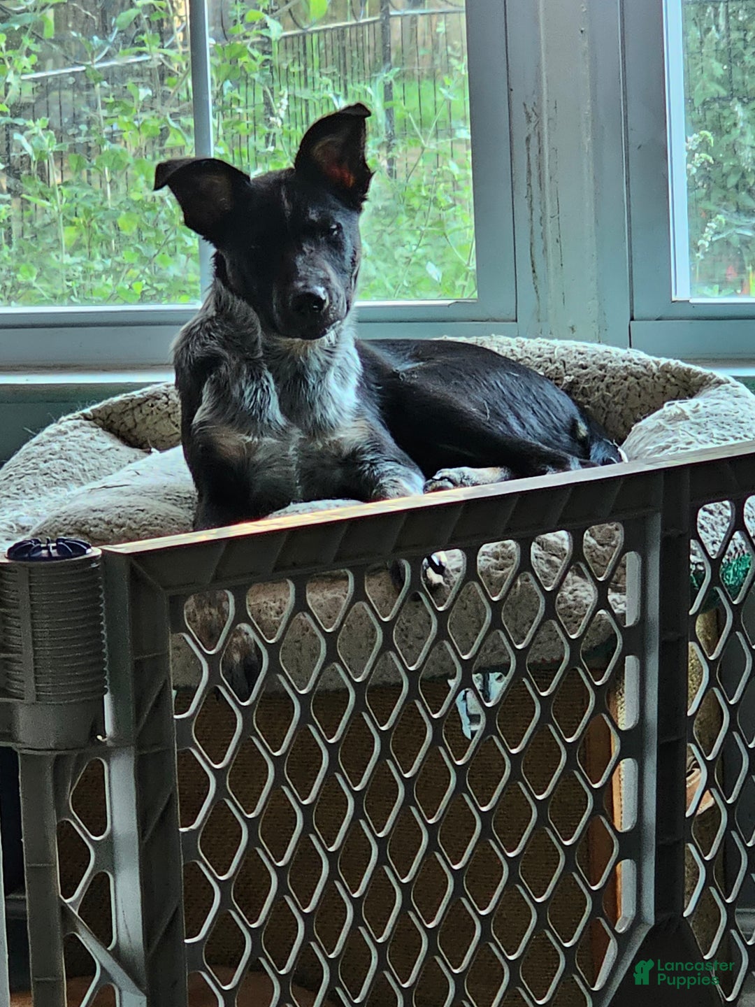 Mixed Breed dogs for sale: Mixed Breed Puppy 1 - Ad 4