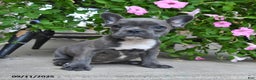 French Bulldog dogs for sale: Foxy - Ad 4