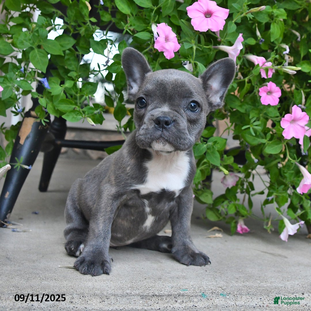 French Bulldog dogs for sale: Foxy - Ad 4