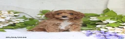 Cockapoo dogs for sale: Justin - Ad 3