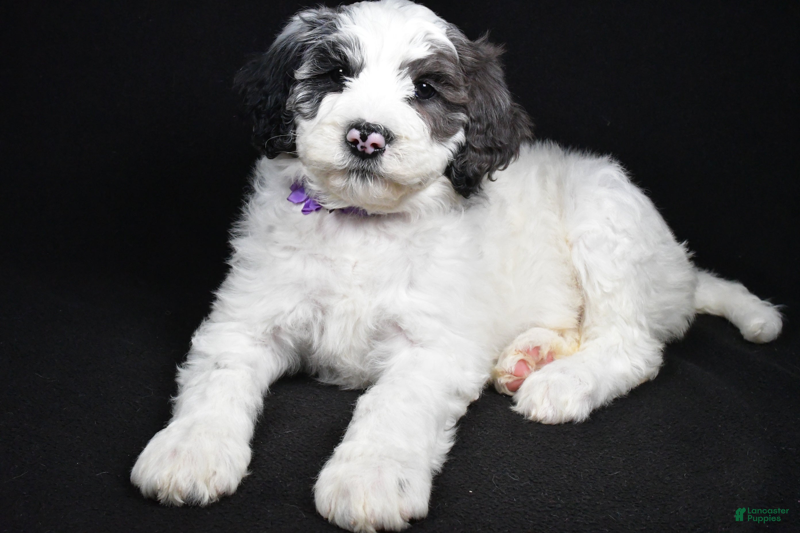 Sheepadoodle dogs Morgan - Ad 2