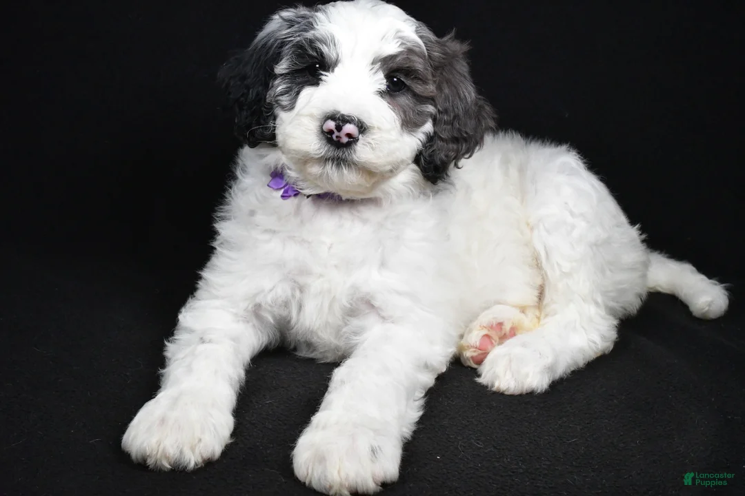 Sheepadoodle dogs for sale: Morgan - Ad 2