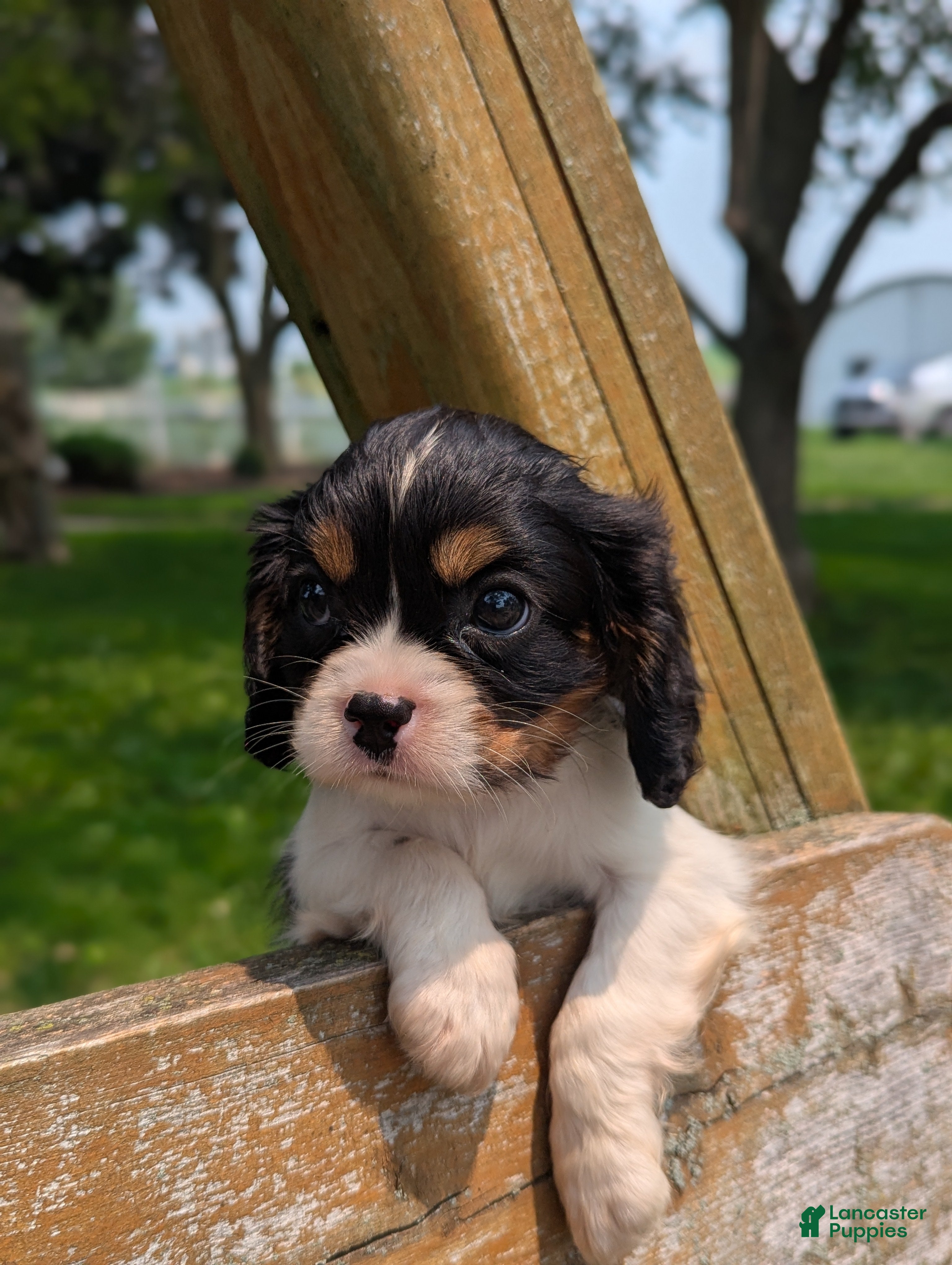 Cavalier King Charles Spaniel dogs for sale: Haley - Ad 1