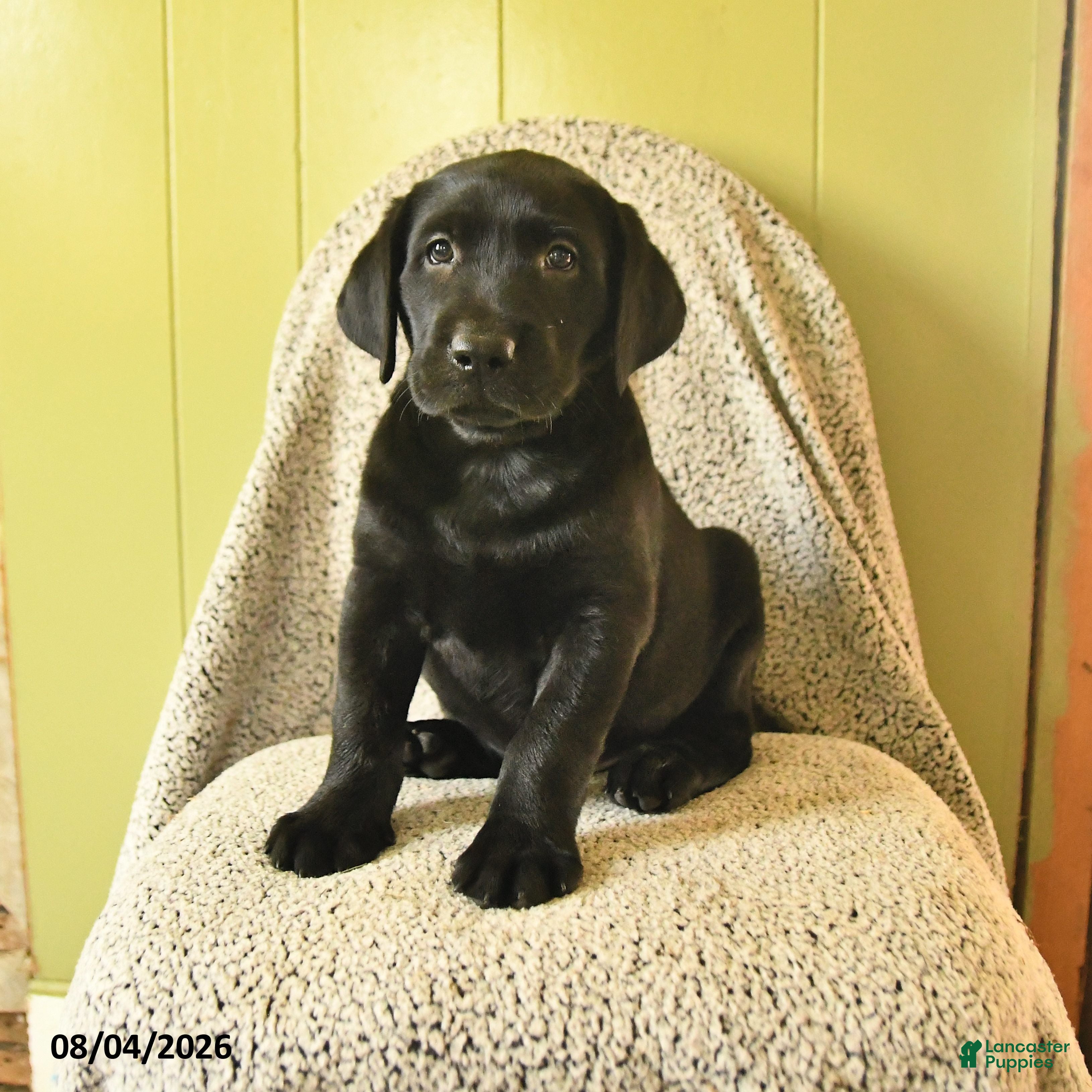 Labrador Retriever dogs Murry - Ad 1
