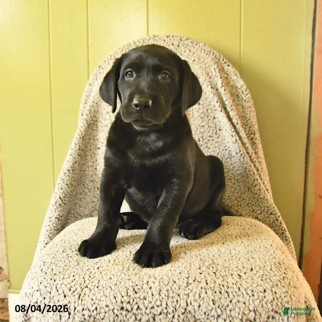Labrador Retriever dogs for sale: Murry - Ad 1