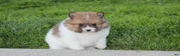 Pomeranian dogs for sale: Theo - Ad 6