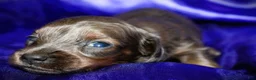 Dachshund dogs for sale: Penelope - Ad 8