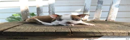 Boston Terrier dogs for sale: Charlotte - Ad 5