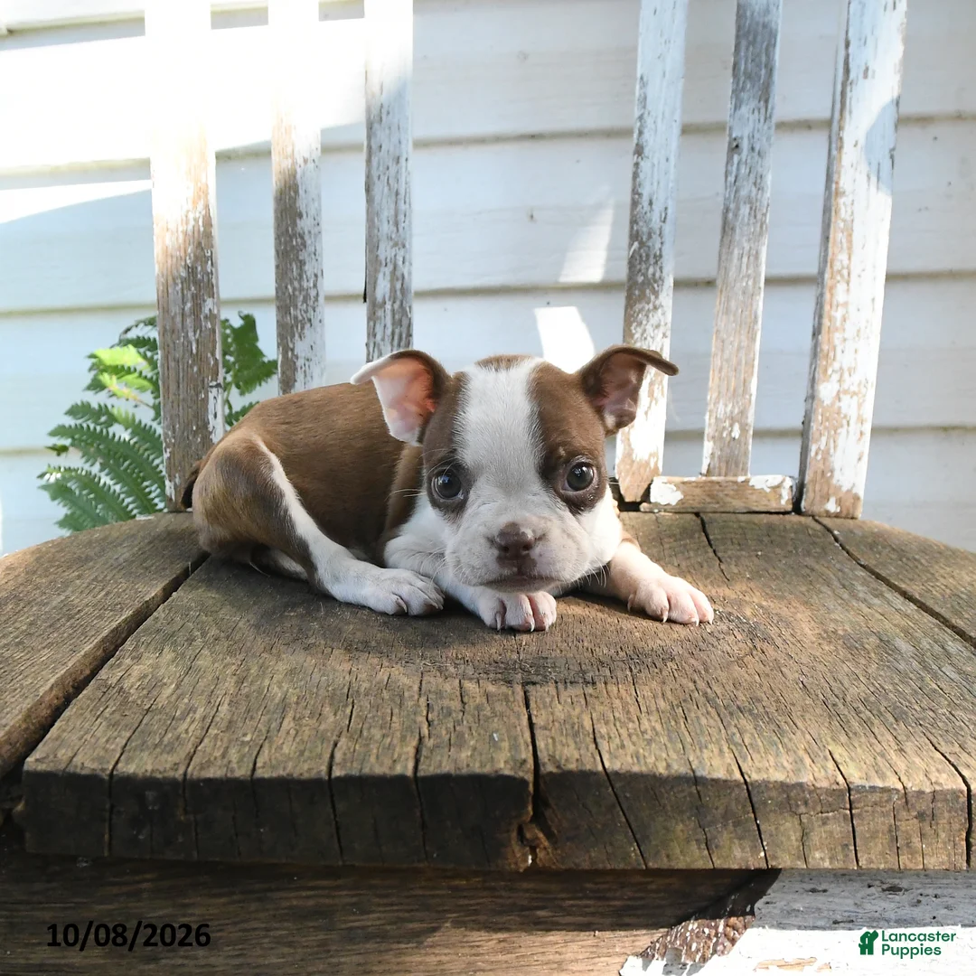 Boston Terrier dogs for sale: Charlotte - Ad 5