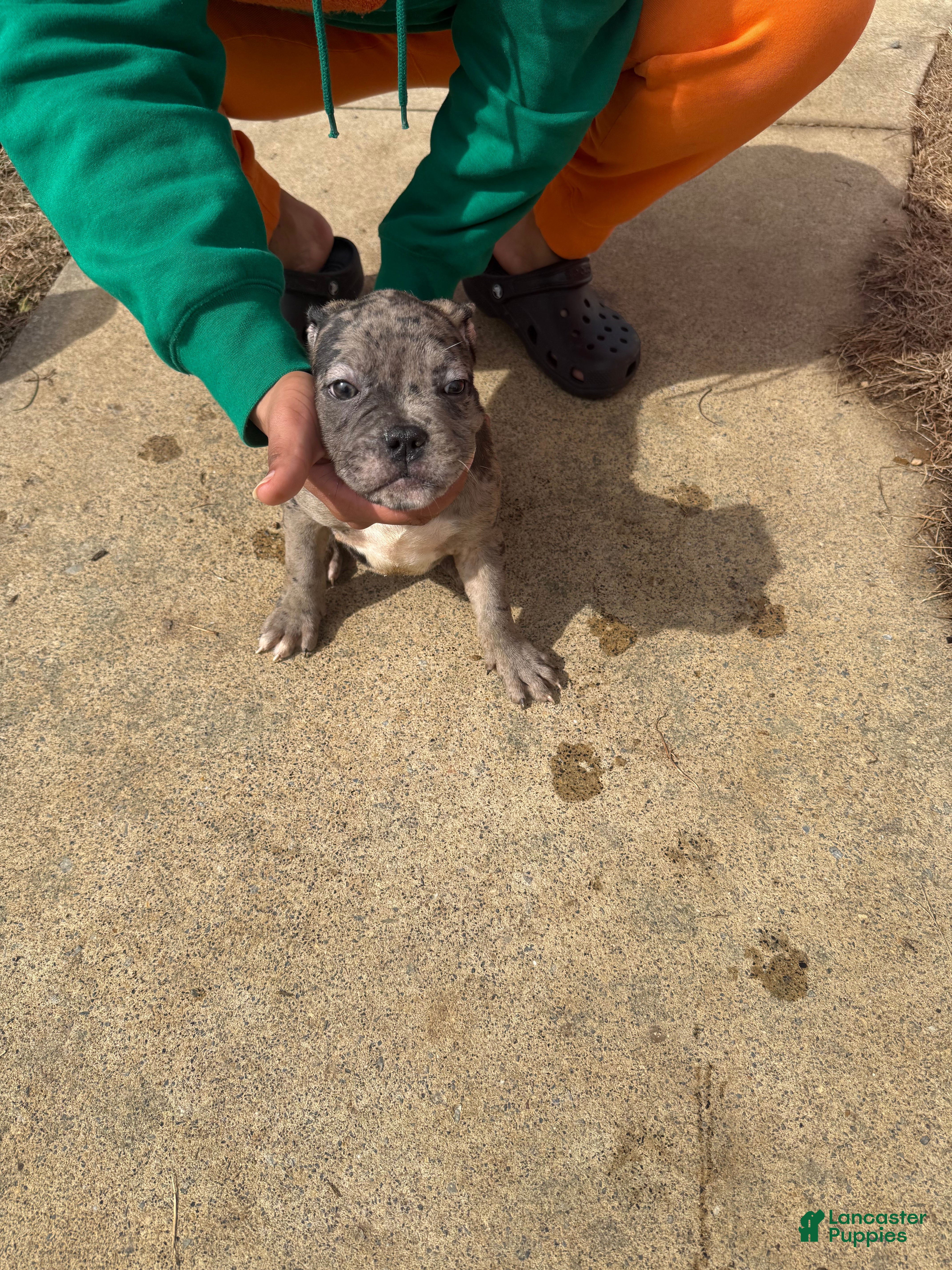 Mixed Breed dogs Mixed Breed Puppy 4 - Ad 26