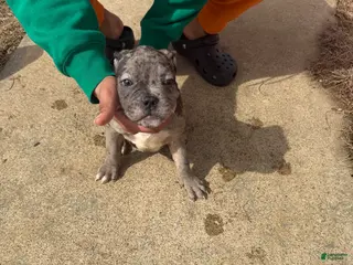 Mixed Breed dogs Mixed Breed Puppy 4 - Ad 12