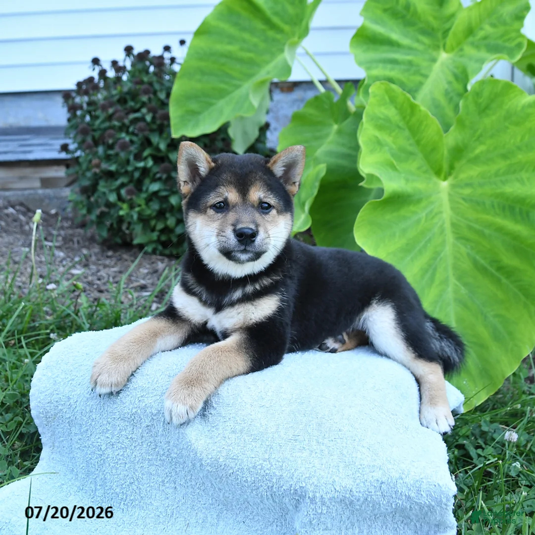 Shiba Inu dogs for sale: Jennie - Ad 3