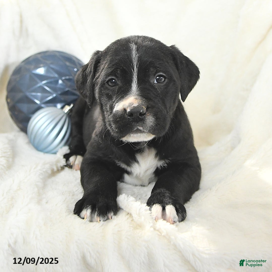 Mixed Breed dogs for sale: Miles - Ad 2