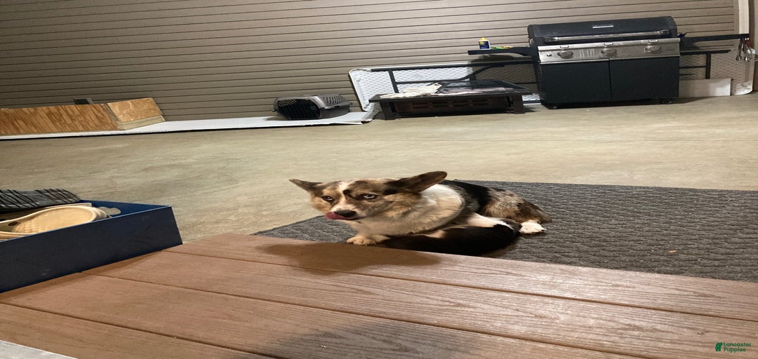 Gallery Image {{count}}