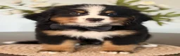 Bernese Mountain Dog dogs for sale: Denali - Black boy - Ad 1