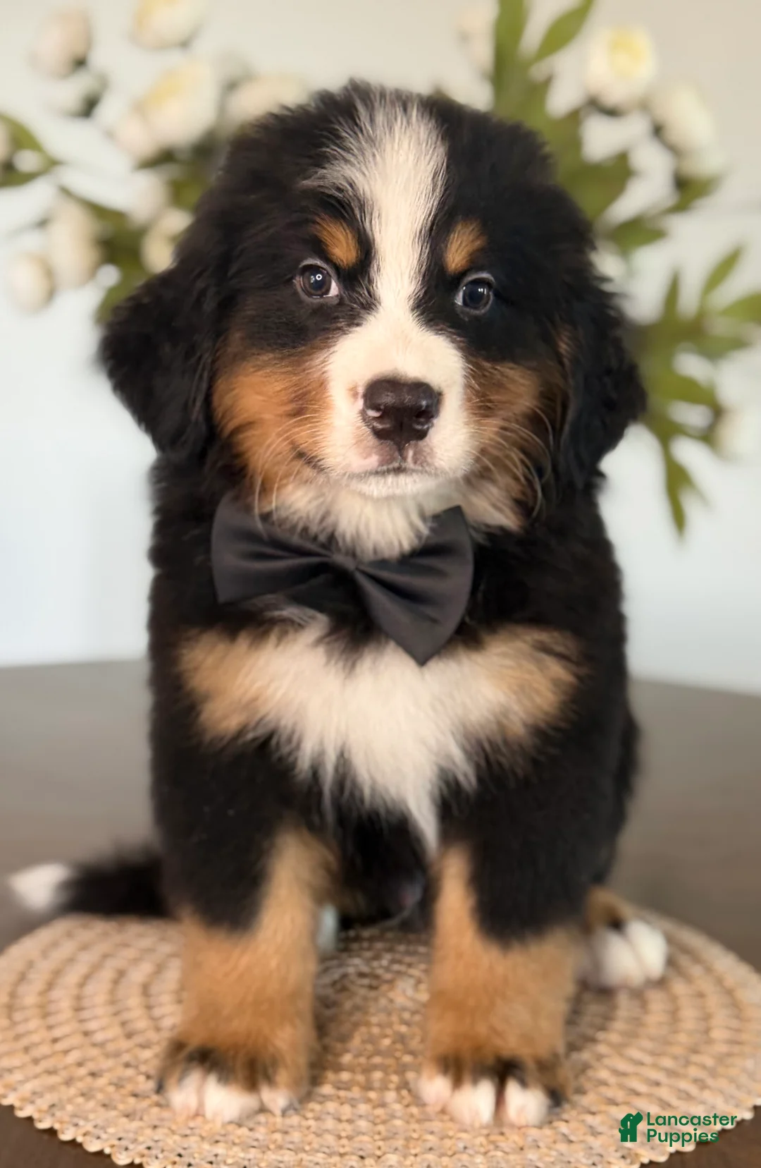 Bernese Mountain Dog dogs for sale: Denali - Black boy - Ad 1