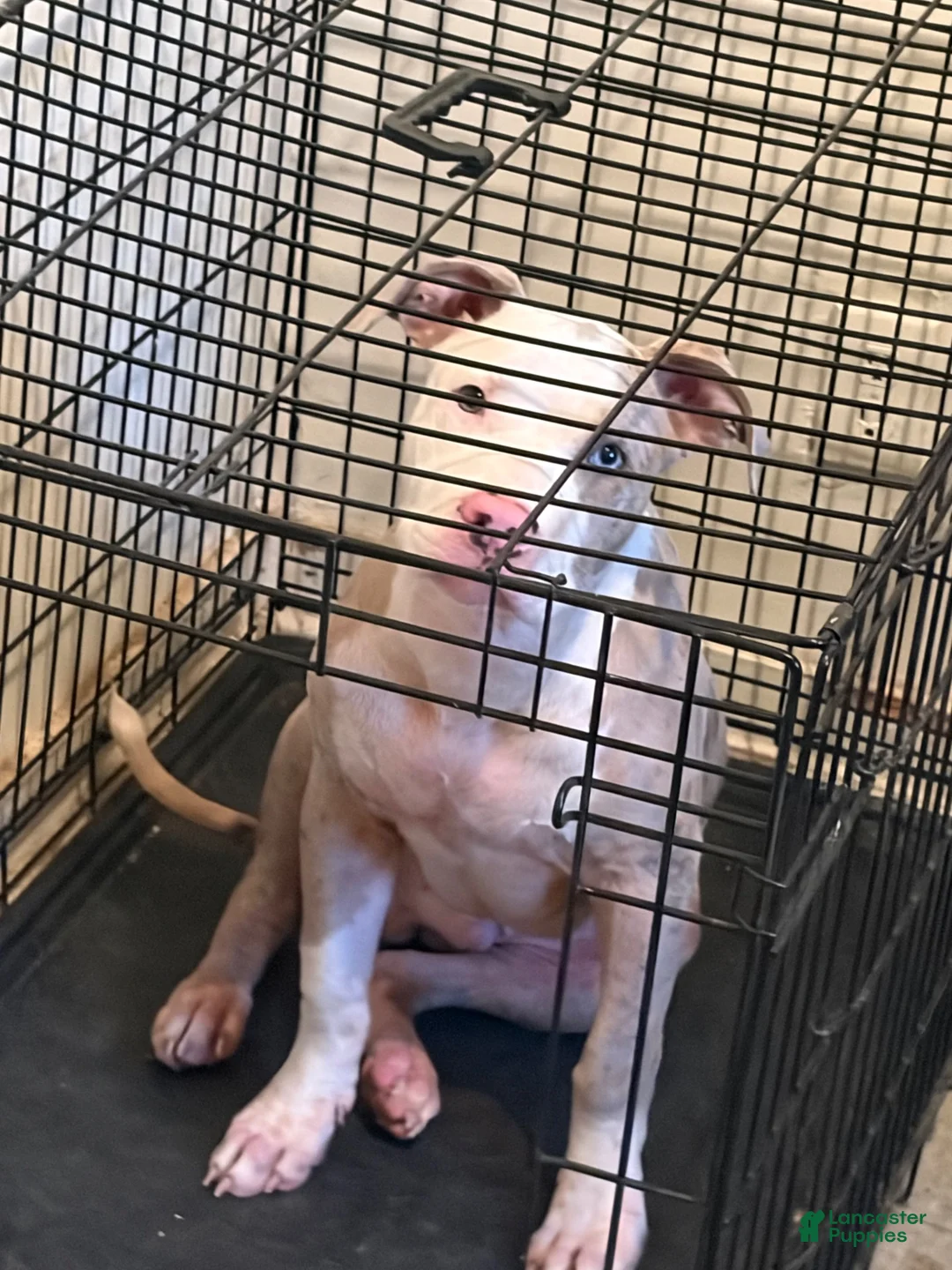 American Bully dogs for sale: American Bully 1 - Ad 1