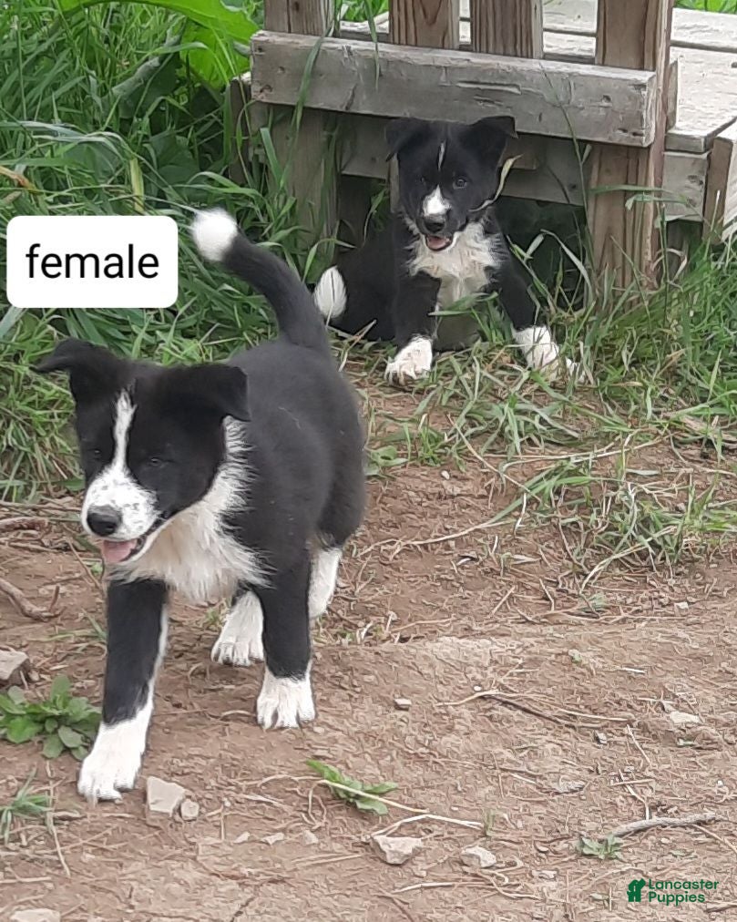 Mixed Breed dogs Mixed Breed 3 - Ad 6