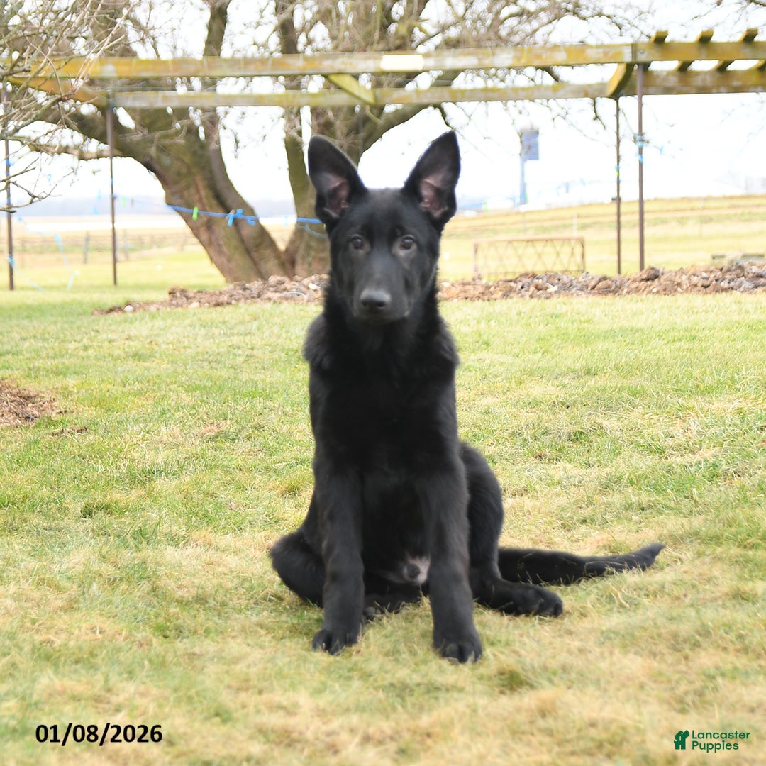 Mixed Breed dogs for sale: Owen - Ad 3