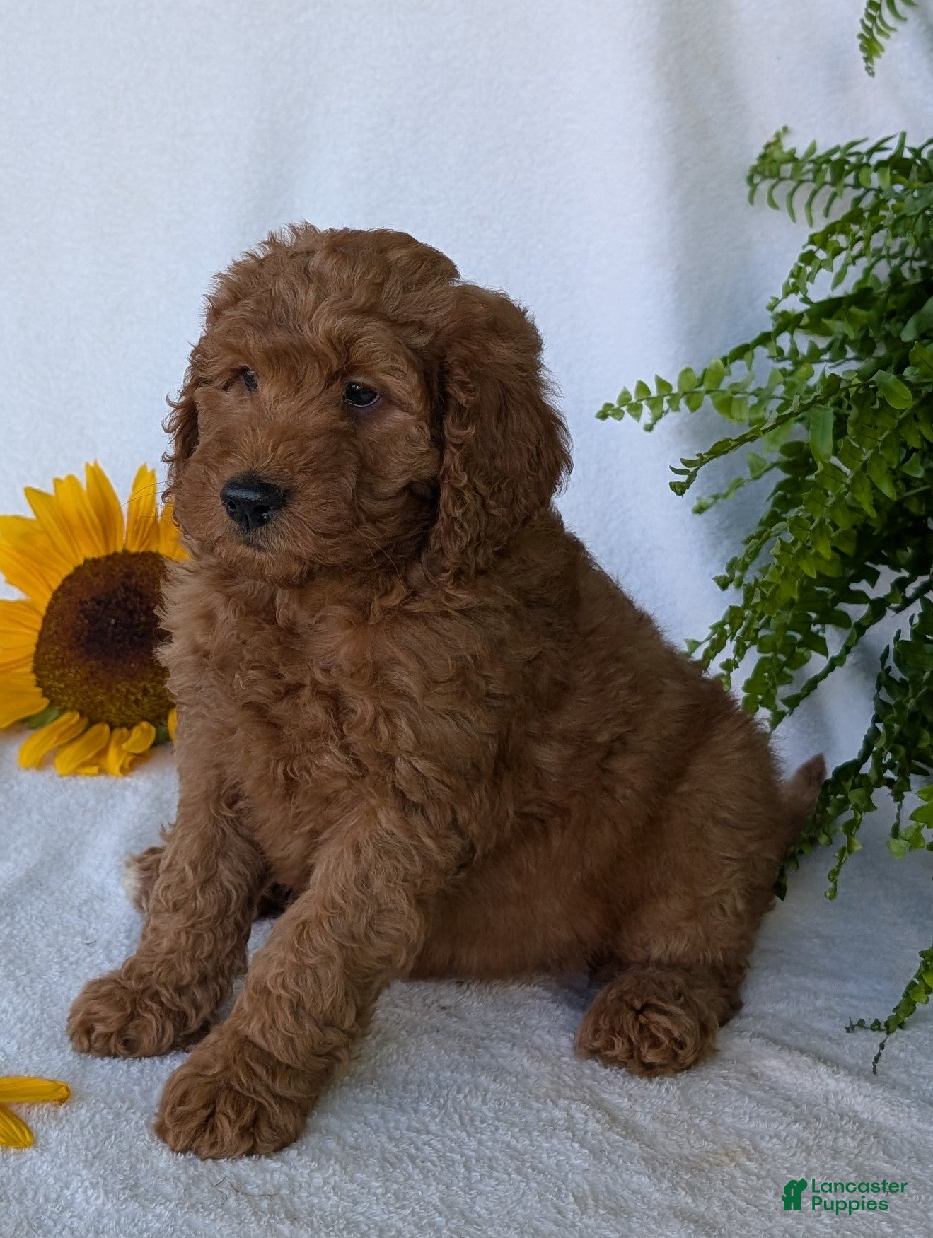 Goldendoodle dogs Lolly  - Ad 1
