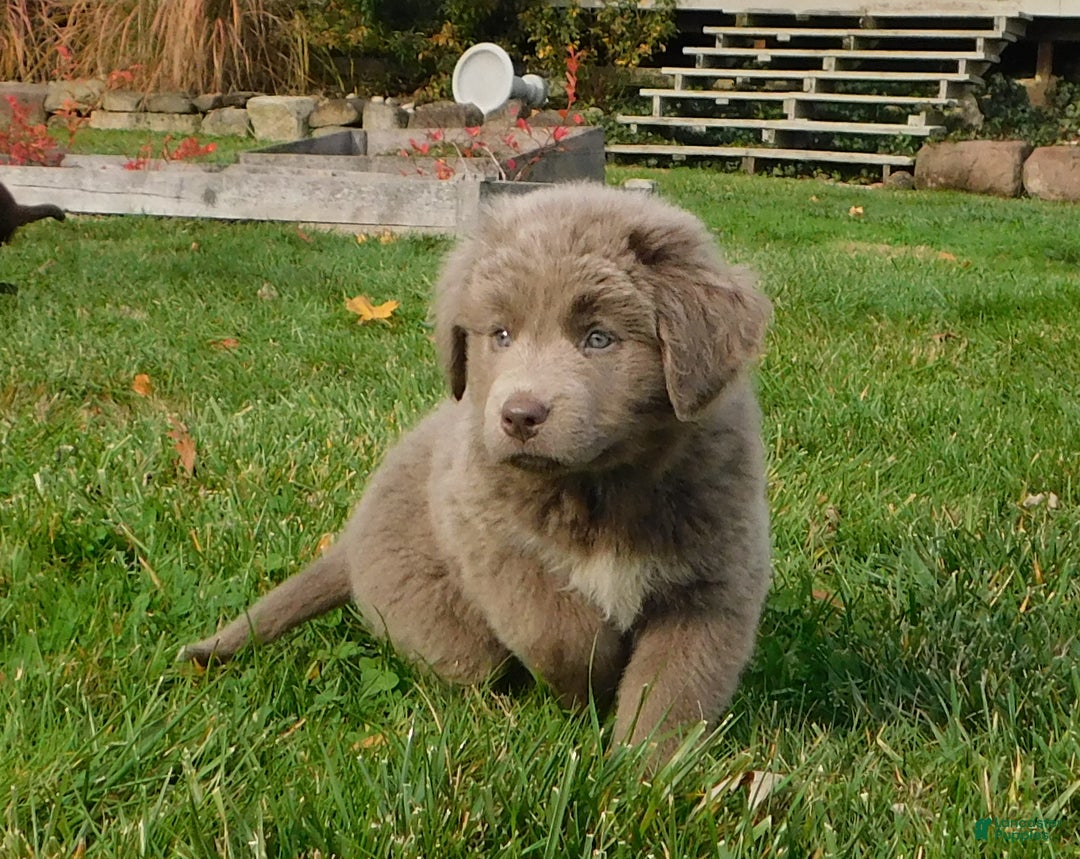 Newfoundland dogs for sale: Janie - Ad 5