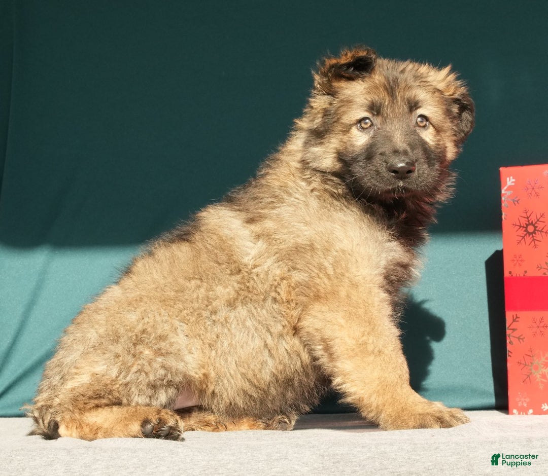 German Shepherd dogs for sale: Zoey - Ad 2