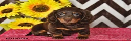 Miniature Dachshund dogs for sale: Olivia - Ad 2