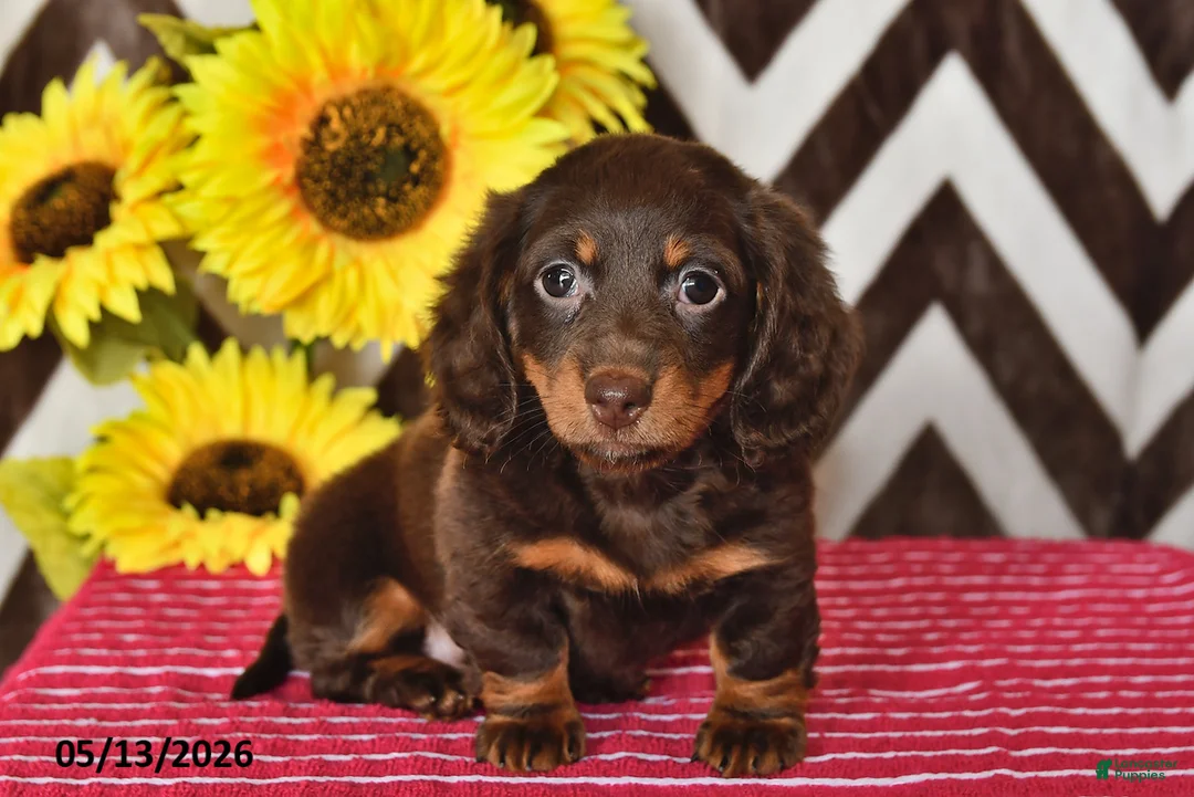 Miniature Dachshund dogs for sale: Olivia - Ad 2