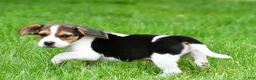 Beagle dogs for sale: Jackson - Ad 6