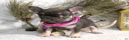 French Bulldog dogs for sale: Mocha - Ad 4