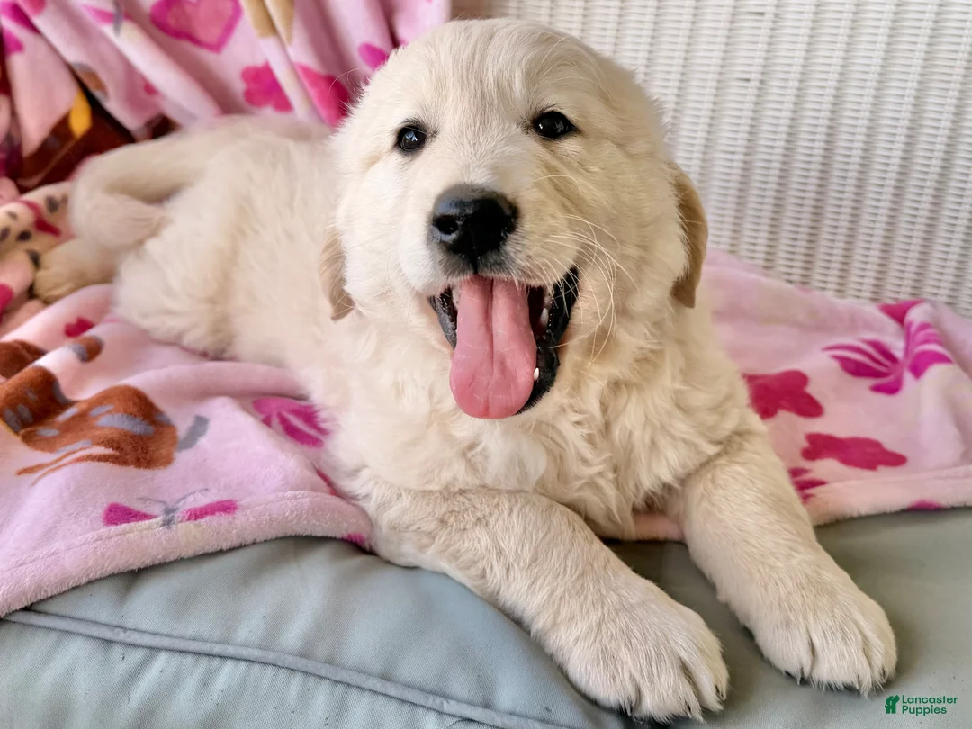 Golden Retriever dogs for sale: Scout - Ad 1