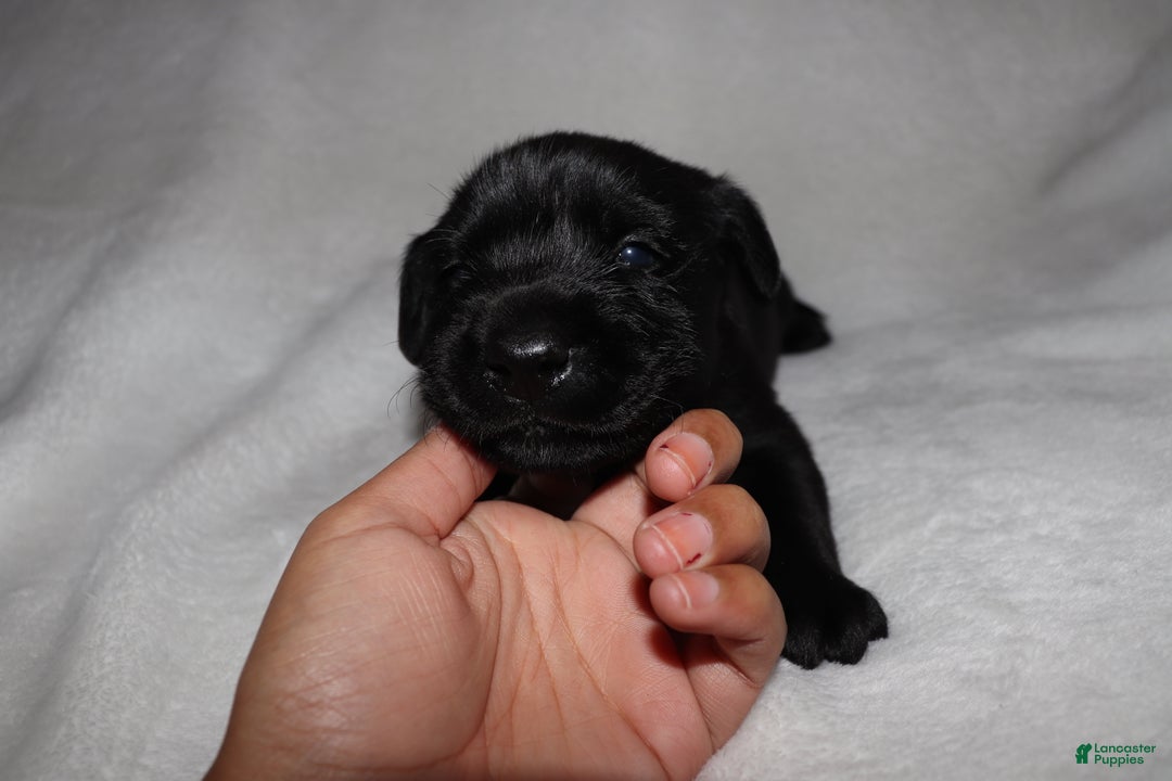 Labrador Retriever dogs for sale: Boone - Ad 1