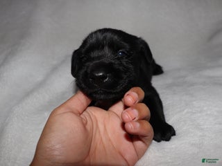 Labrador Retriever dogs Boone - Ad 38