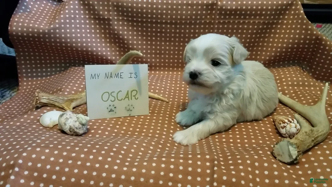 Maltipoo dogs for sale: Oscar - Ad 10