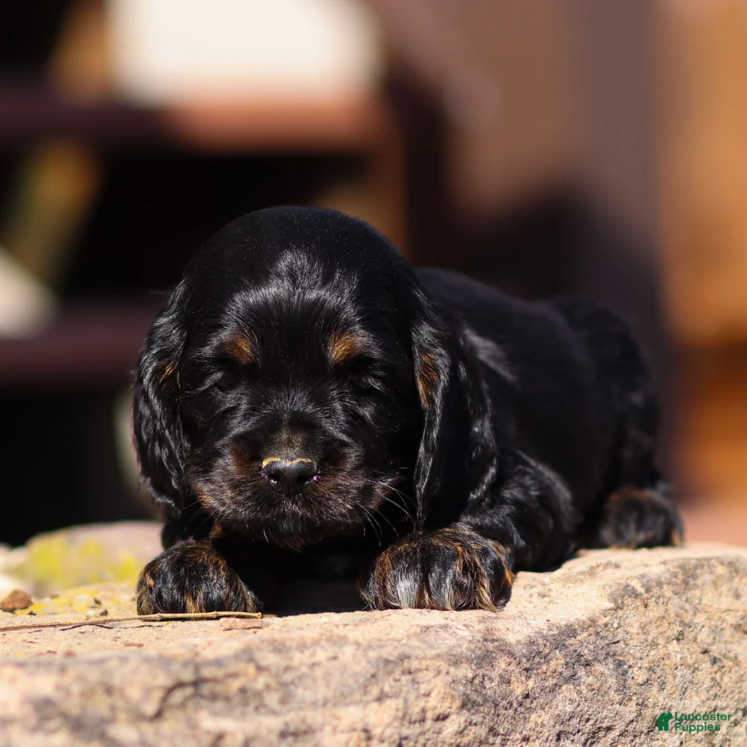 Cocker Spaniel dogs for sale: Sunnie Cocker Spaniel Puppy  - Ad 2