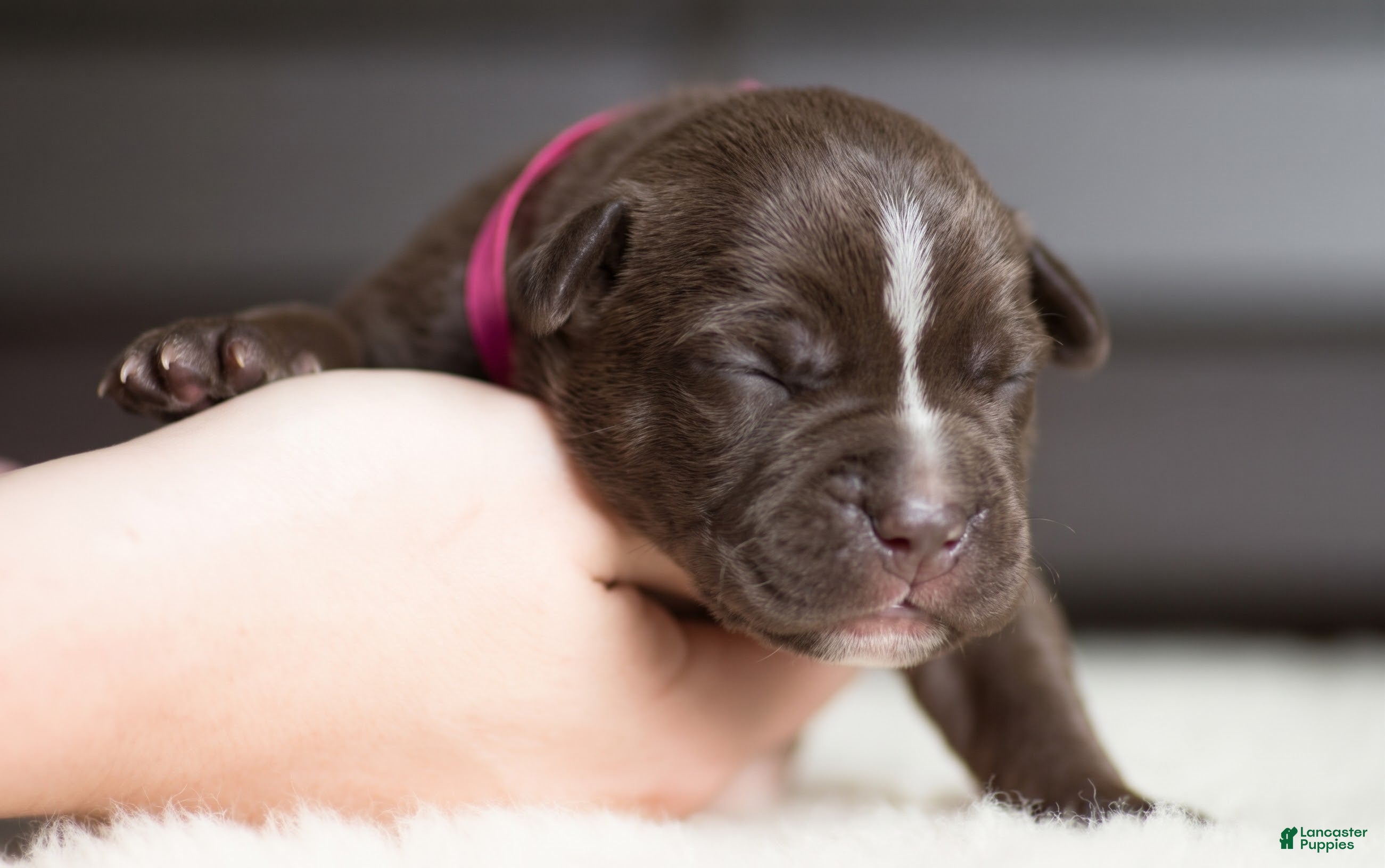 Cane Corso dogs for sale: Candy Coated Milky Way: North American Mastiff  - Ad 3