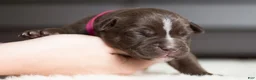 Cane Corso dogs for sale: Candy Coated Milky Way: North American Mastiff  - Ad 1